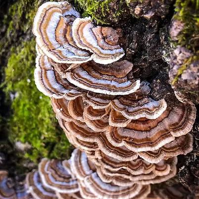 House Made Herbal Tinctures