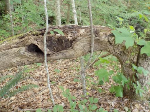 RW Workshop-Herbalism through the Seasons ~Winter ~January 17th