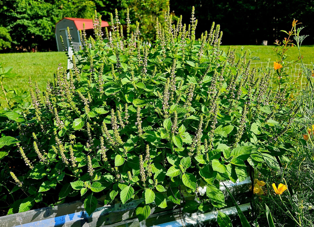 Holy Basil (Ocinum Sanctum)