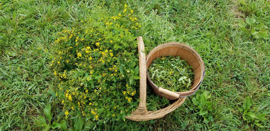 St. John's Wort Harvest