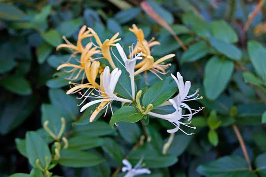 Japanese Honeysuckle 1oz