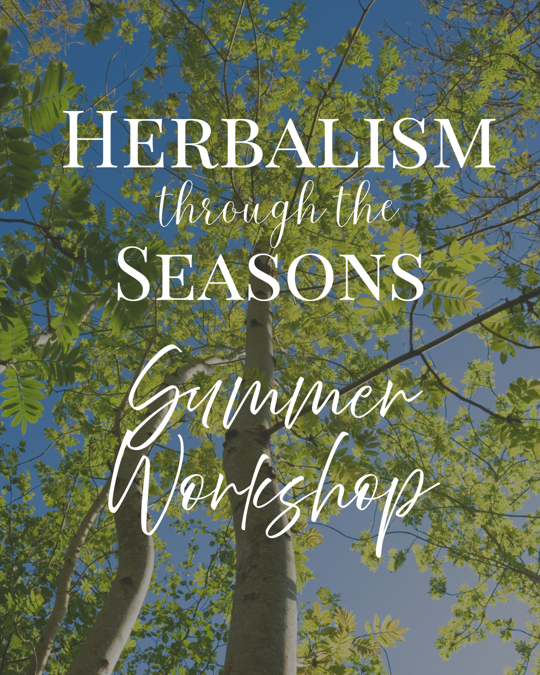 Herbalism Through the Seasons- Summer Workshop
